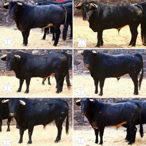 toros xajay para castella adame